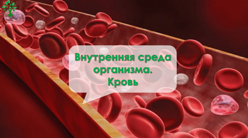 Много крови в организме