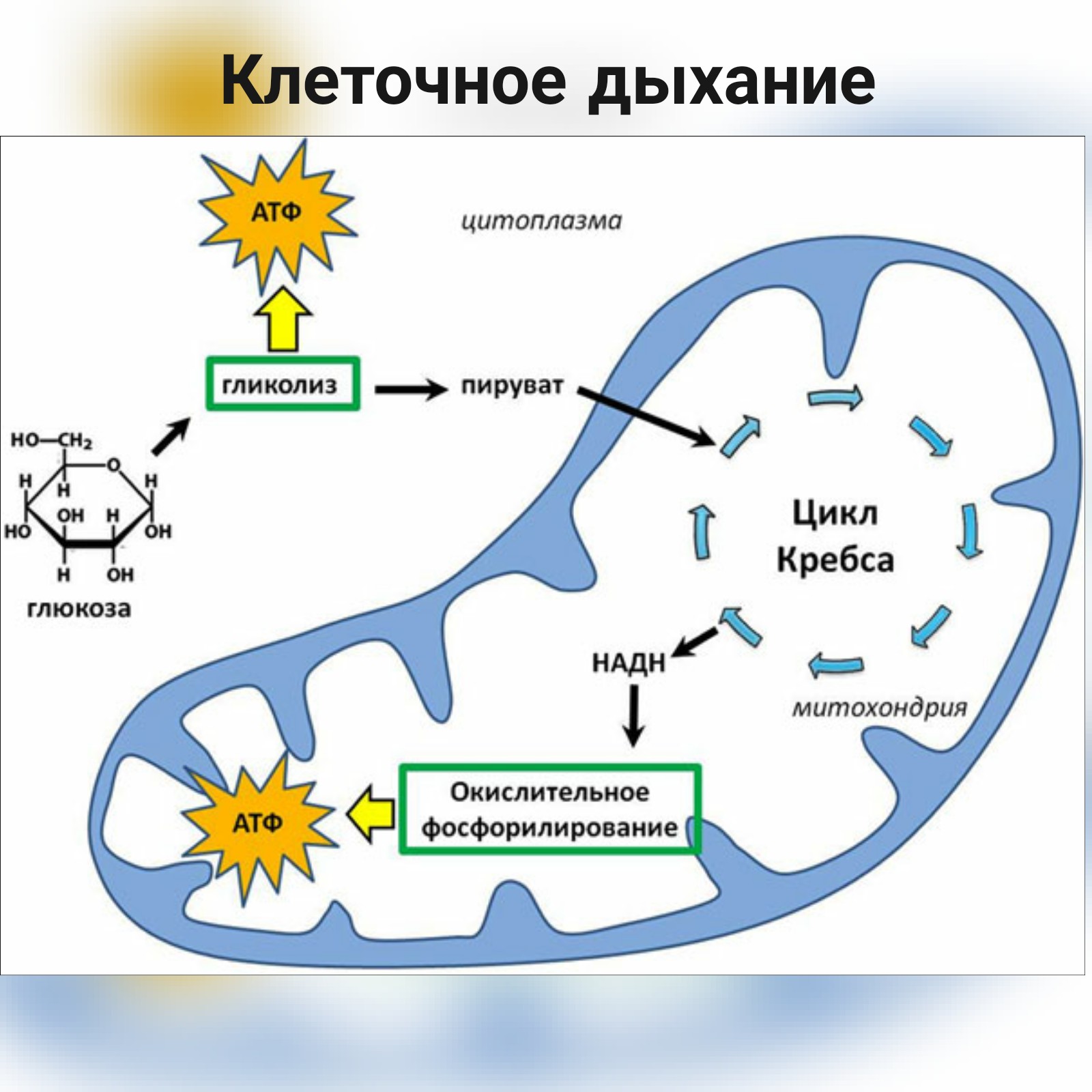 Рассмотрите рисунок на котором представлена схема клеточного дыхания название какого процесса