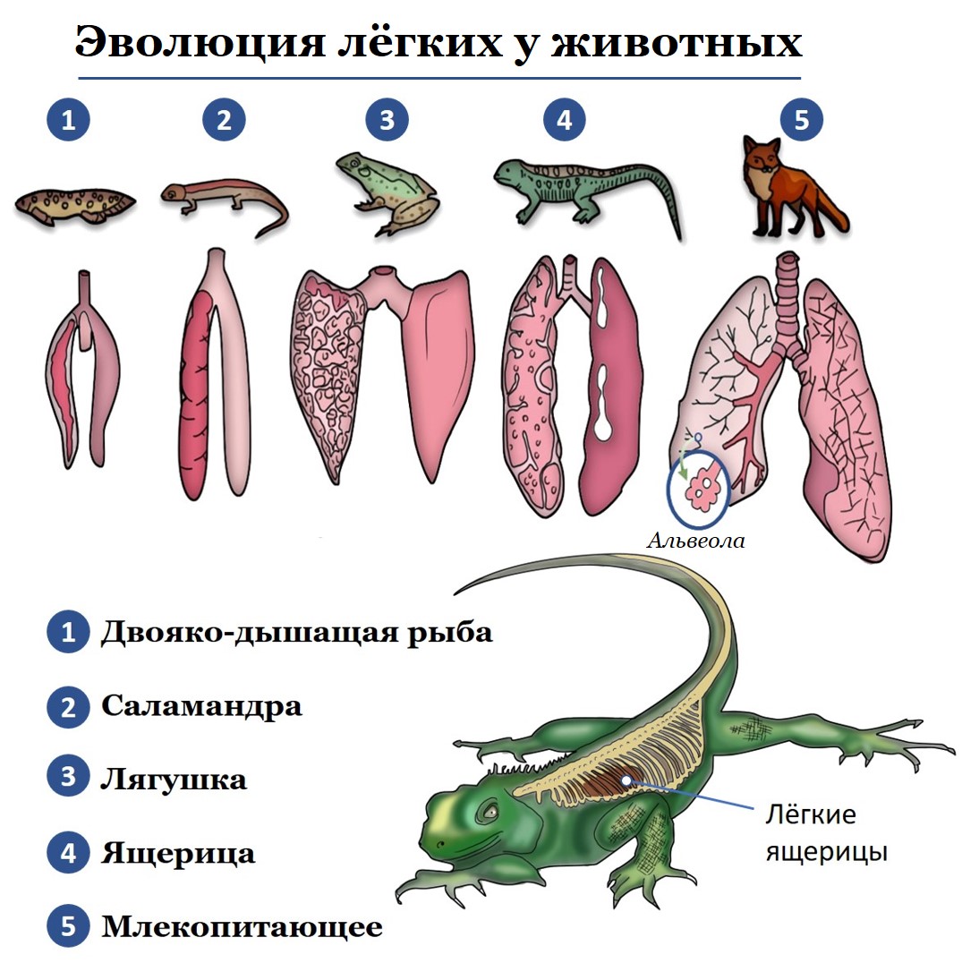 Сравните строение дыхательной системы рептилий и. Дыхательная система рептилий схема. Легкие пресмыкающихся. Лёгкие рептилий. Лешкте у пресмыкающихся.