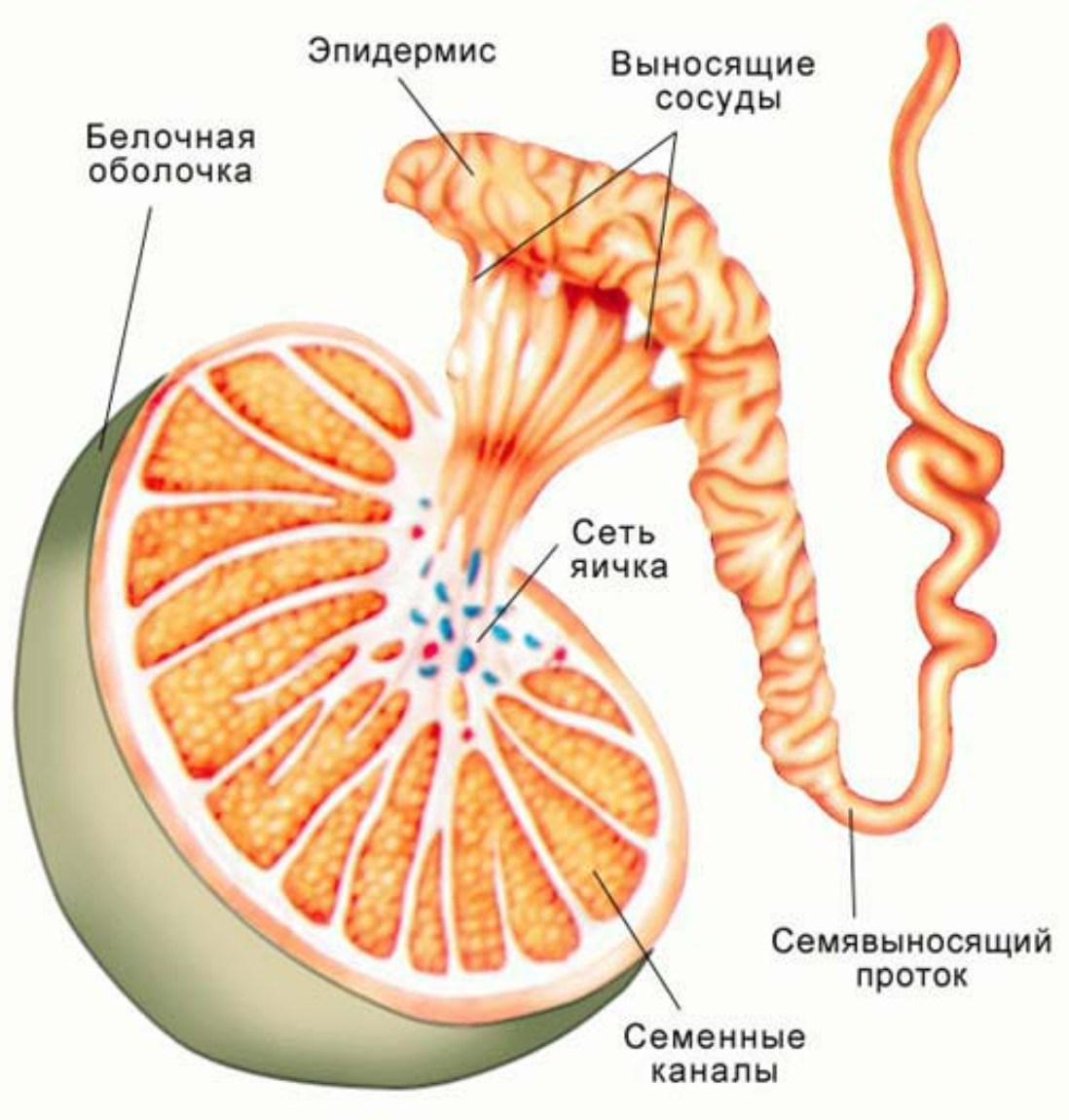 Строение яичка. Строение семенника человека. Семенники анатомия человека. Строение яичка человека. Анатомия строения семенников человека.