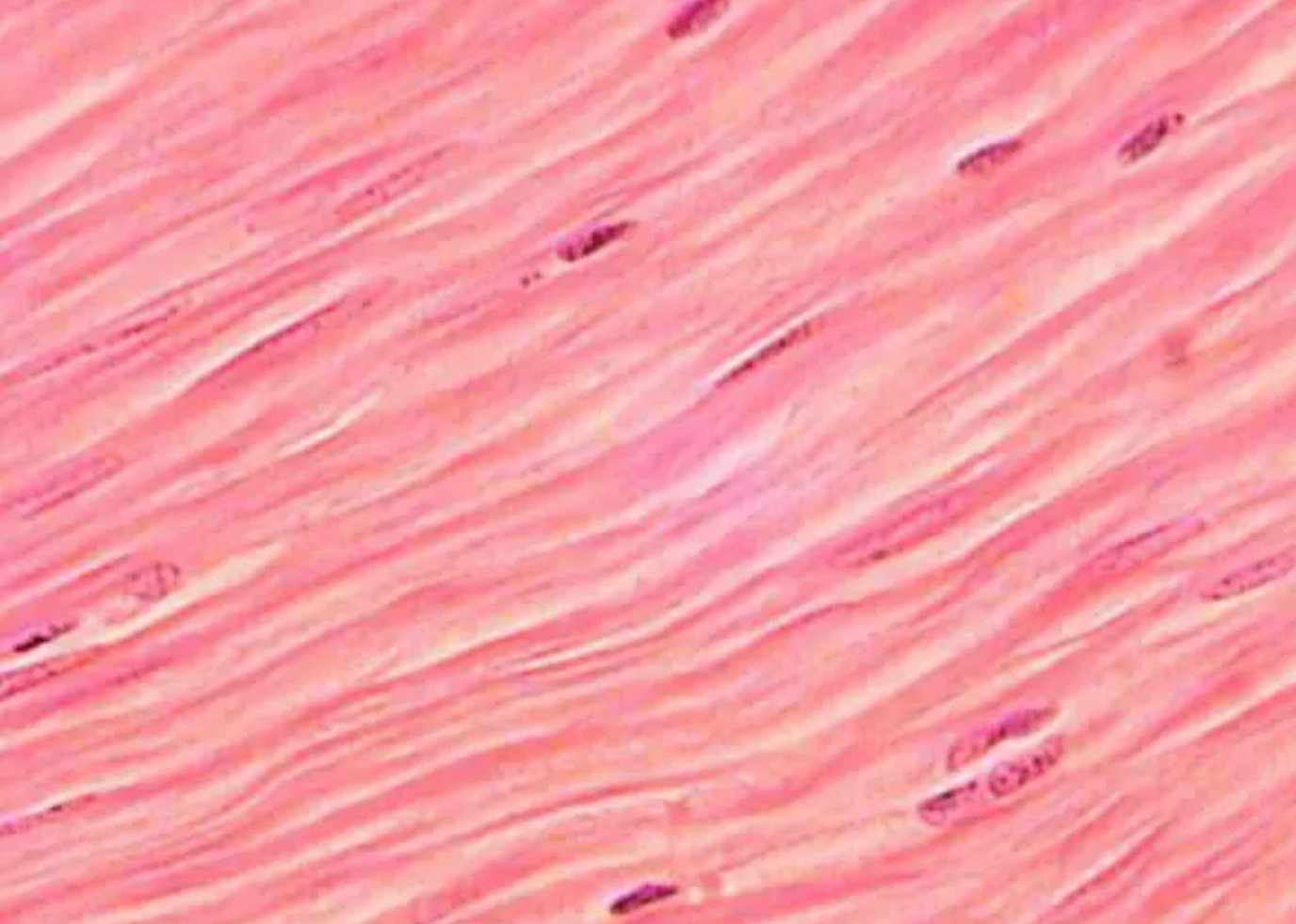 Гладкая мышечная ткань микропрепарат